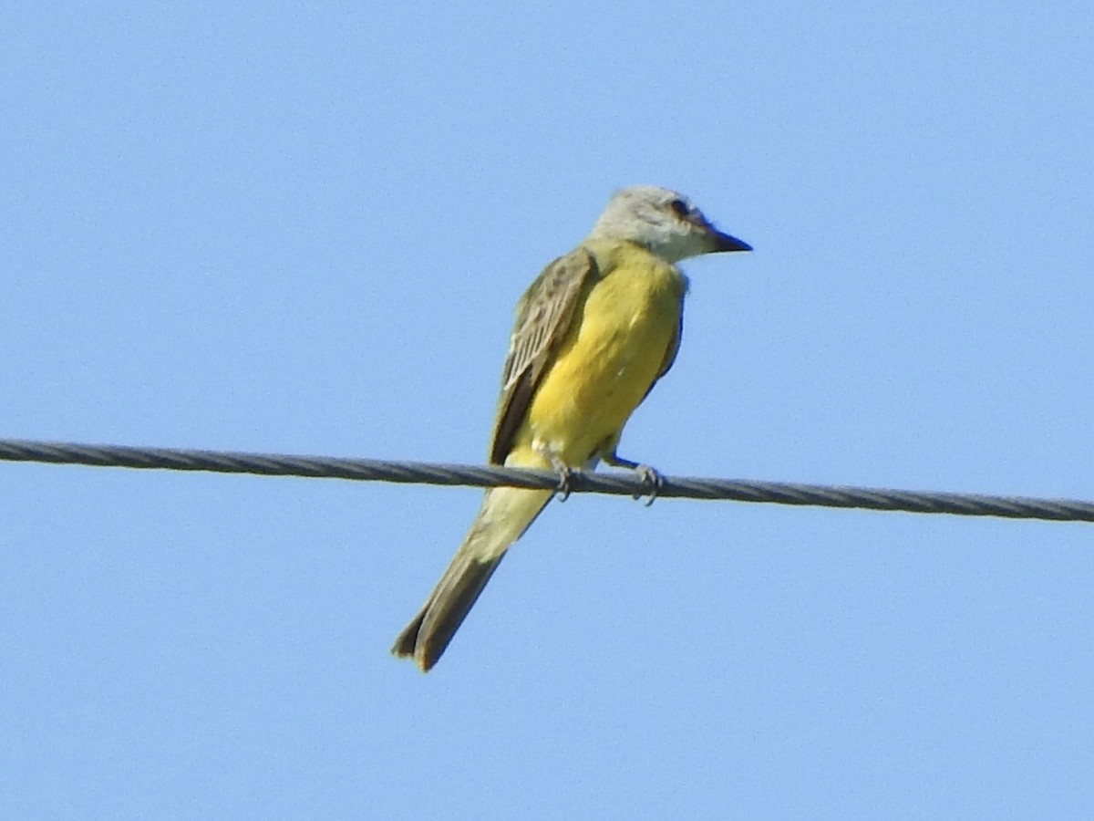 Tropical/Couch's Kingbird - ML624225697