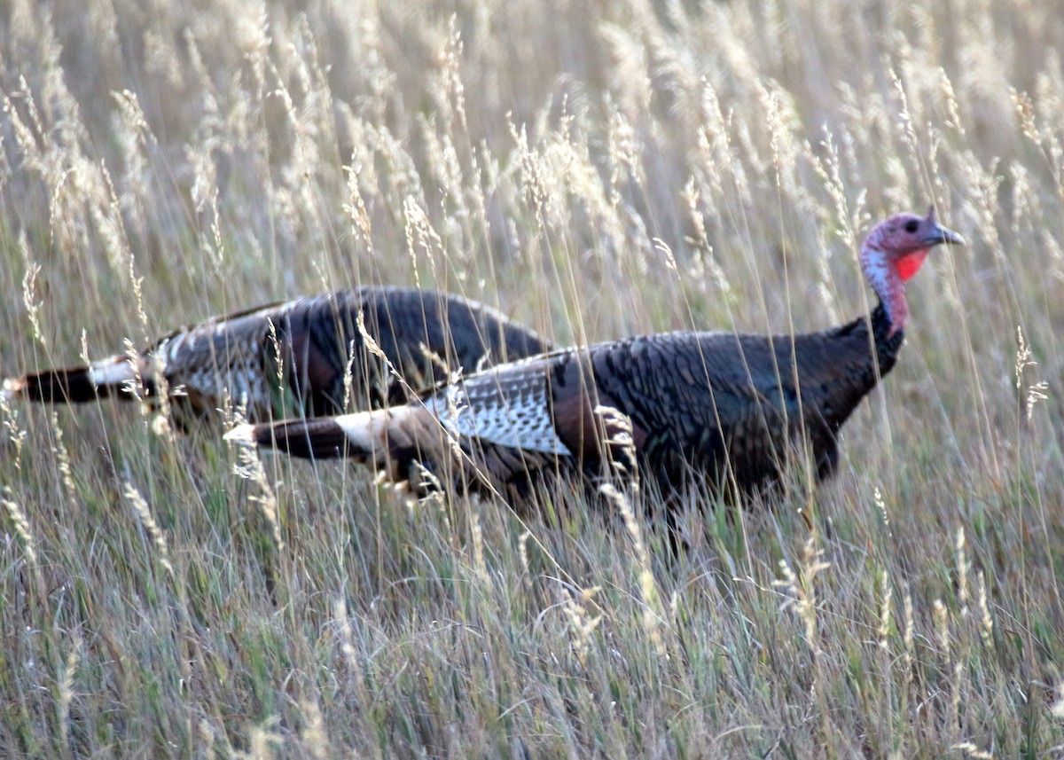 Wild Turkey - ML624225708