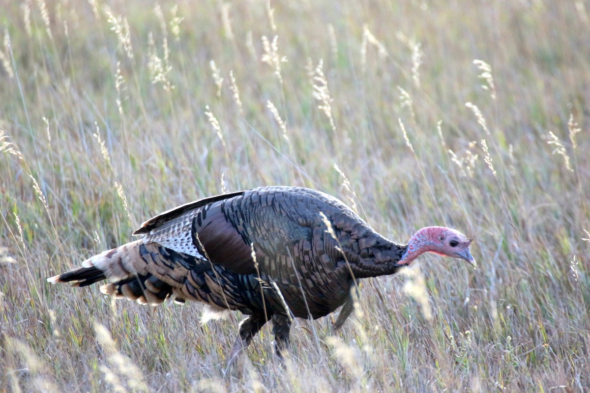 Wild Turkey - ML624225712