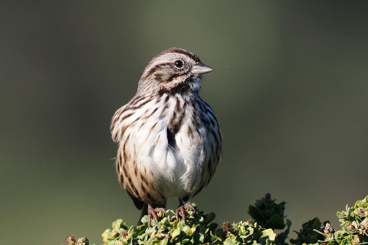 Song Sparrow - Donna Pomeroy