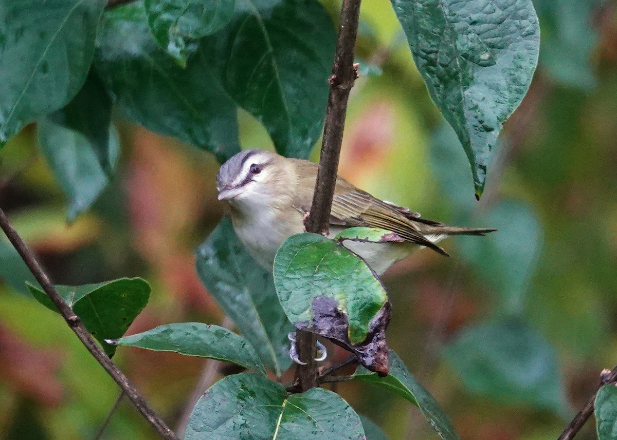 Vireo occhirossi - ML624225716