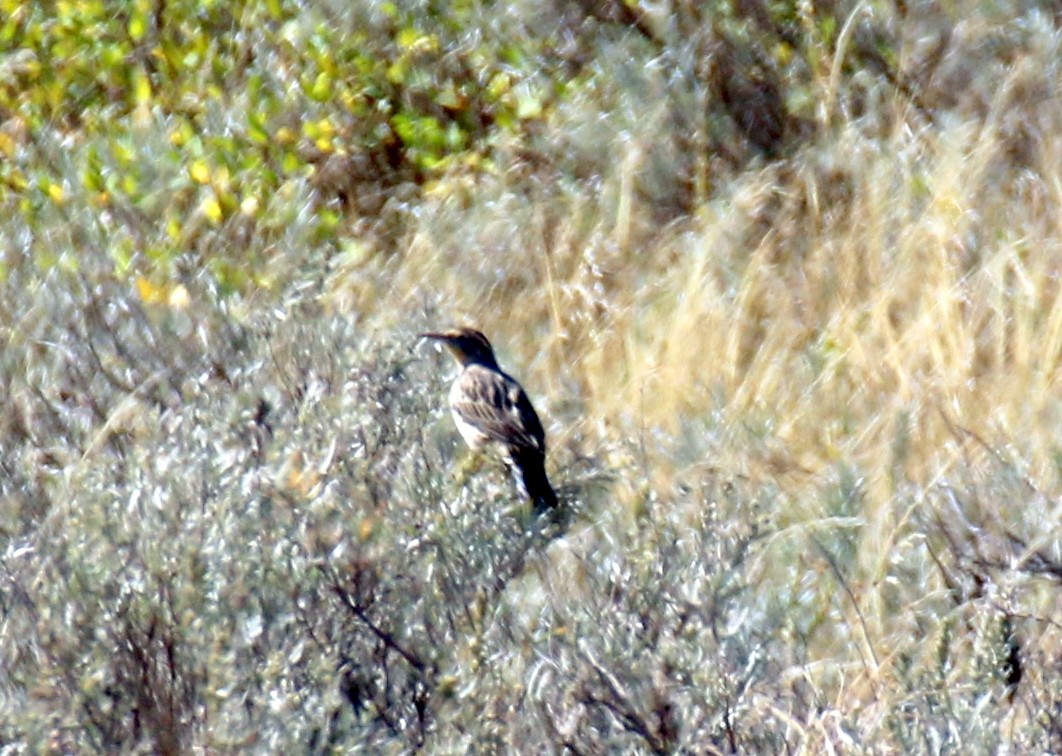 Western Meadowlark - ML624225723