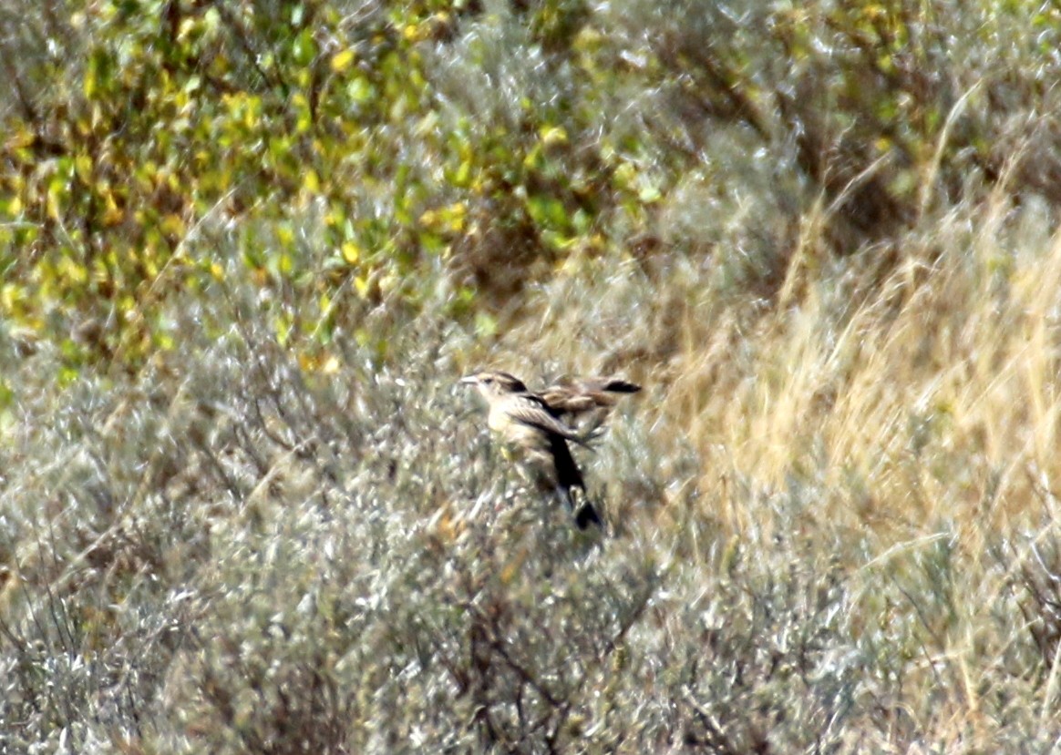 Western Meadowlark - ML624225725