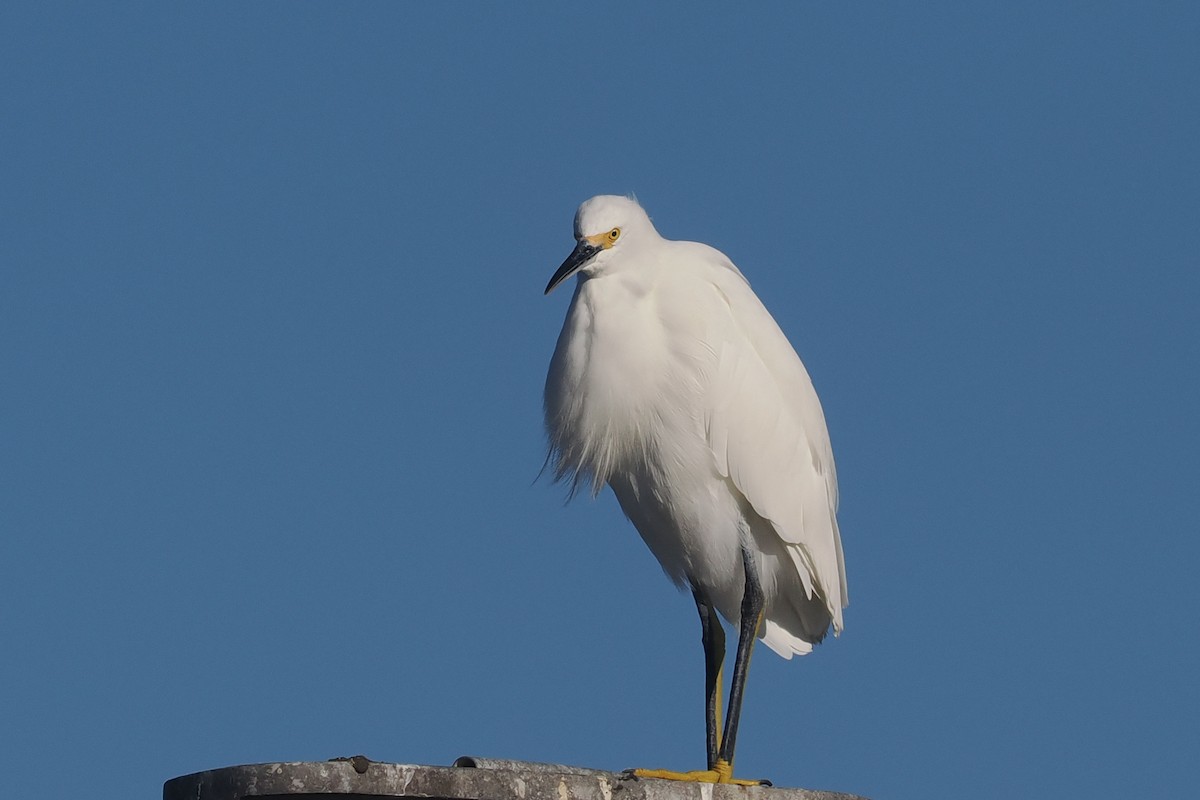 ユキコサギ - ML624225757