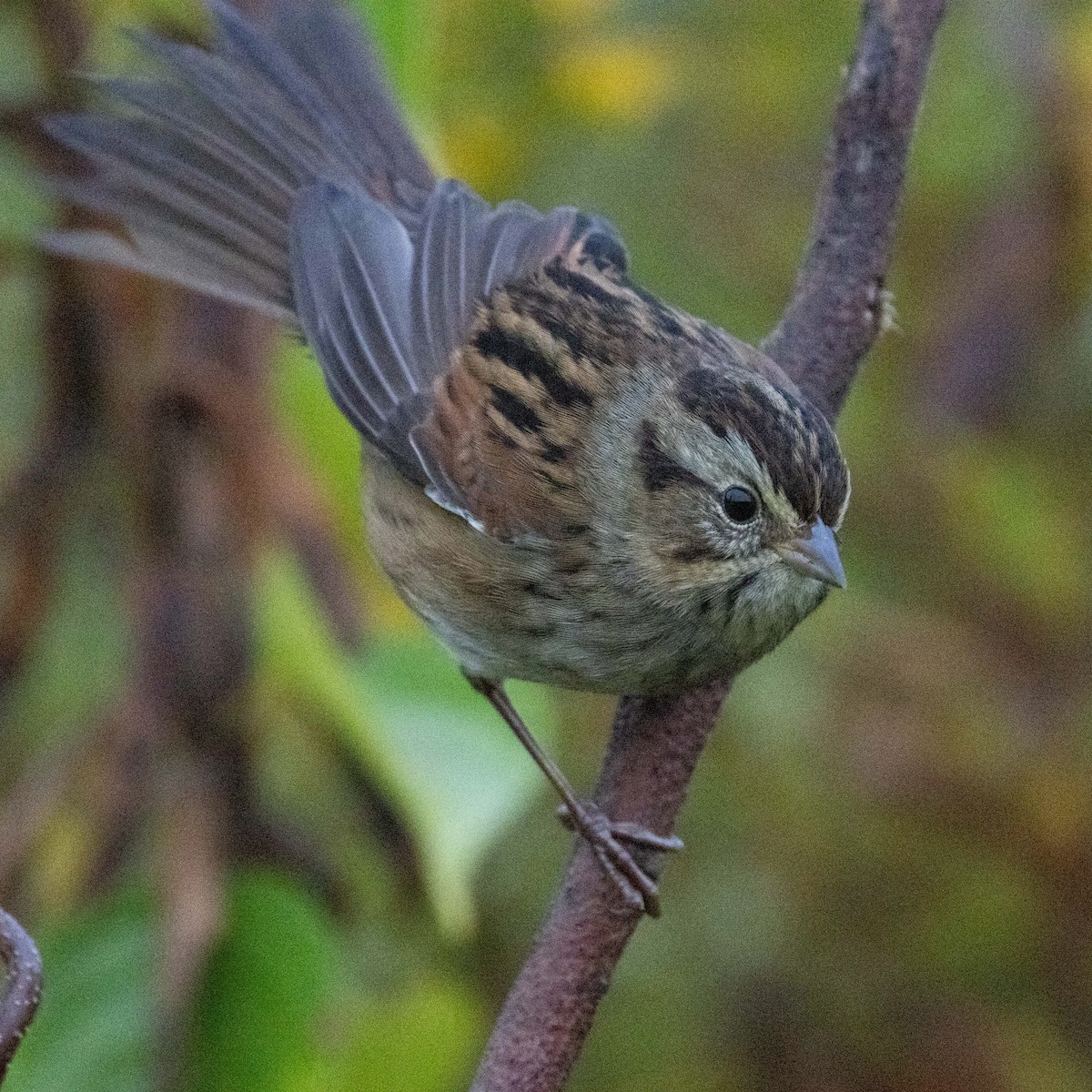 Swamp Sparrow - ML624225778