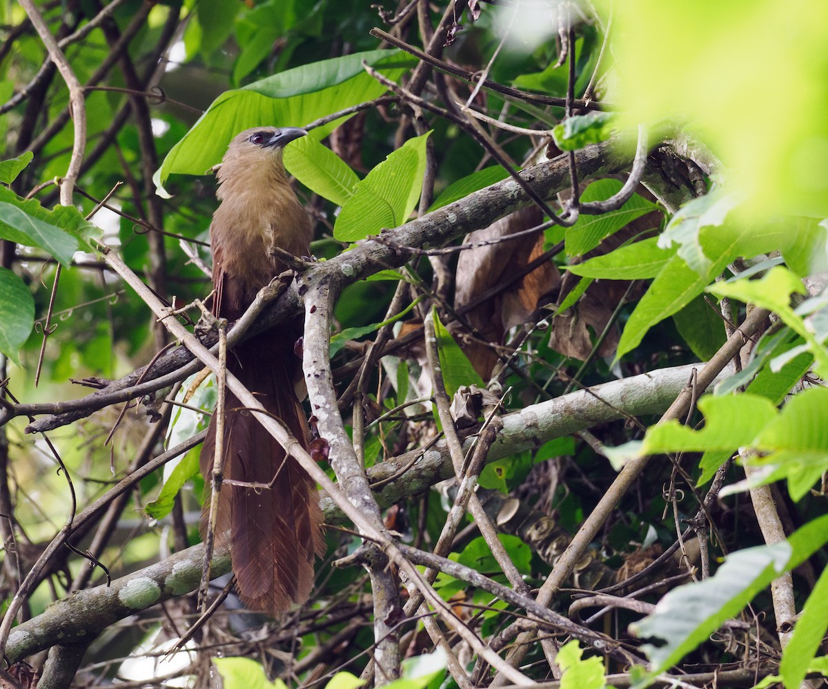 Bay Coucal - ML624225779