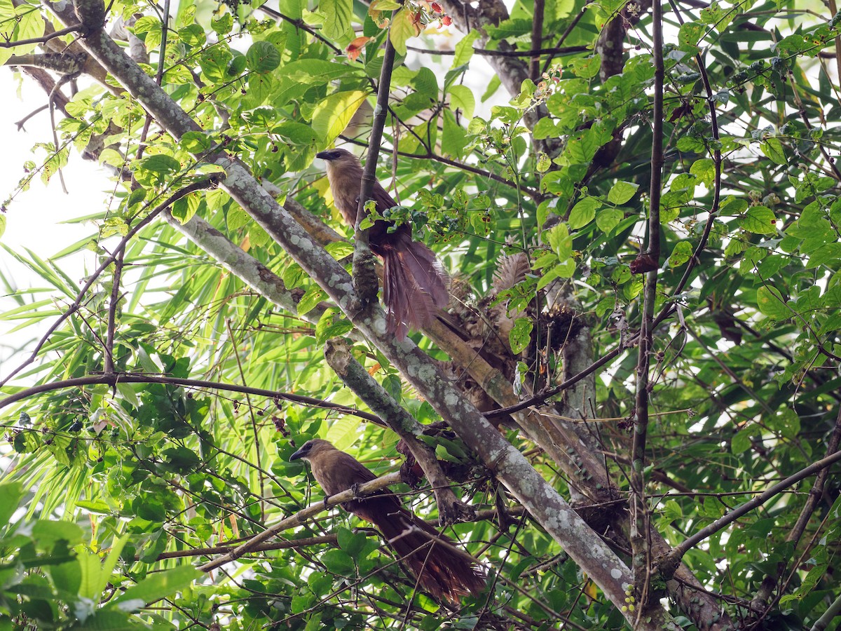 Bay Coucal - ML624225780