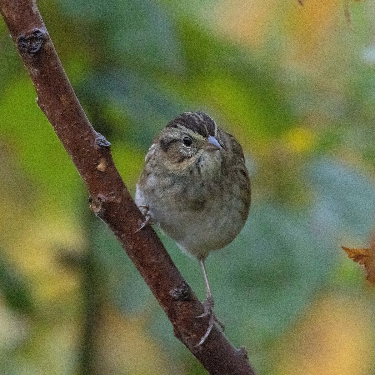 Swamp Sparrow - ML624225781