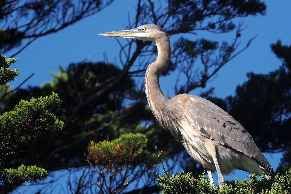 Great Blue Heron - Donna Pomeroy