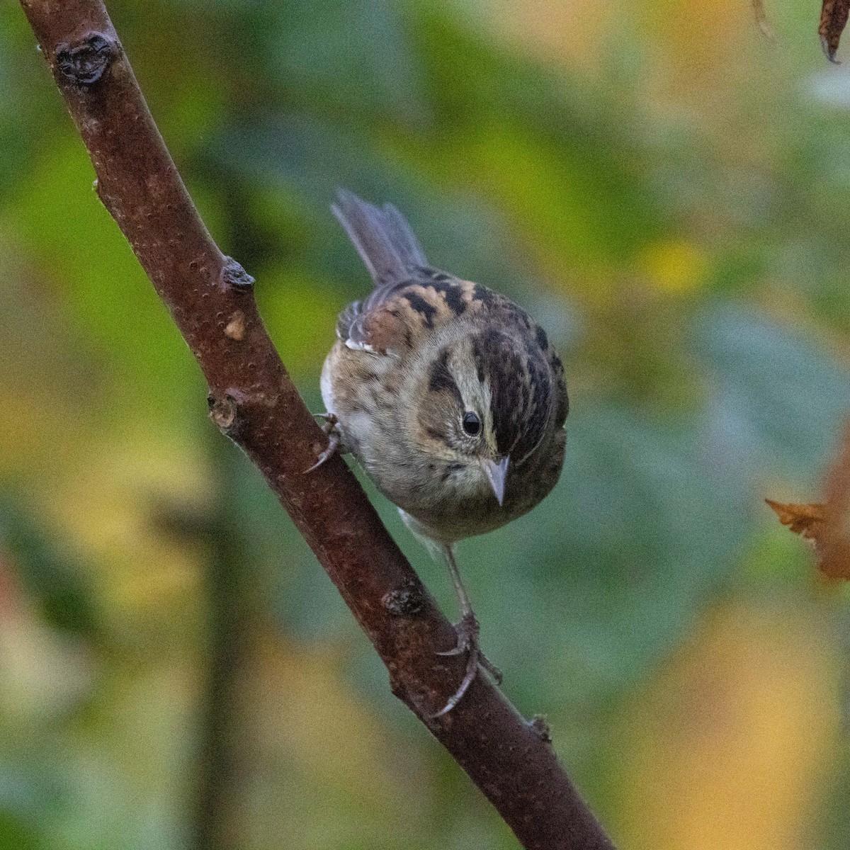 Swamp Sparrow - ML624225786