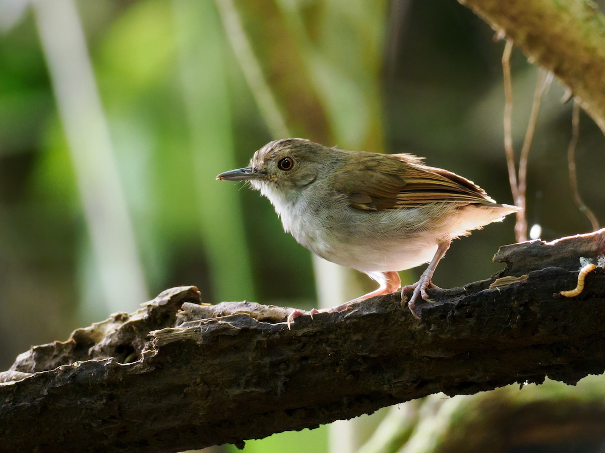 Sulawesi Babbler - ML624225790