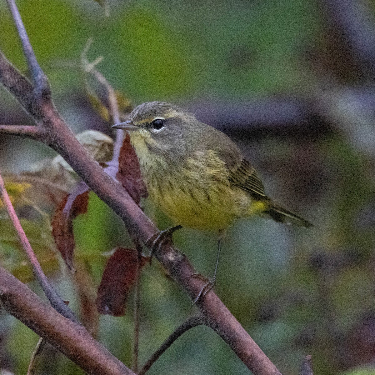 Palm Warbler (Yellow) - ML624225809