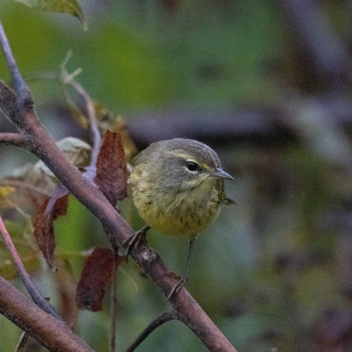 Palm Warbler (Yellow) - ML624225810