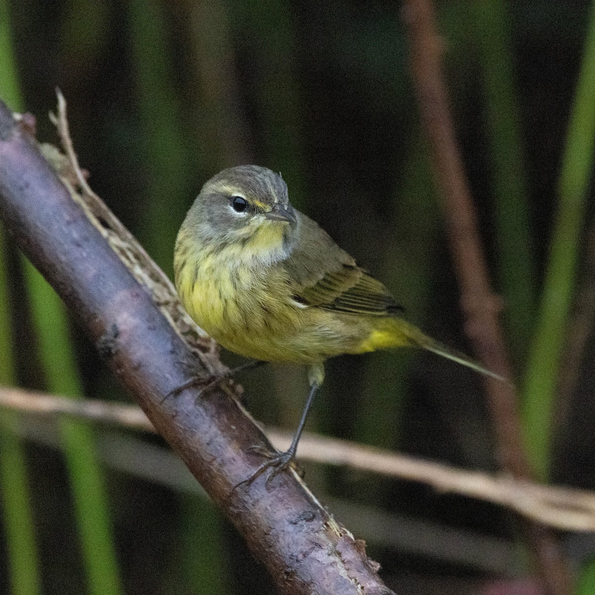 Palm Warbler (Yellow) - ML624225811