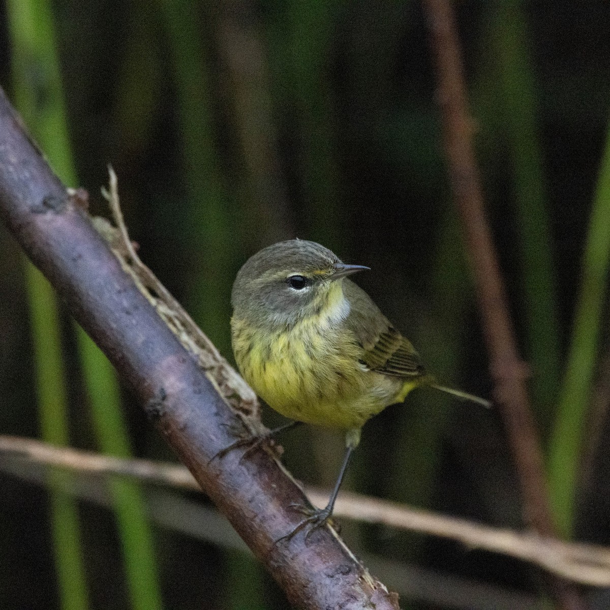 Palm Warbler (Yellow) - ML624225812