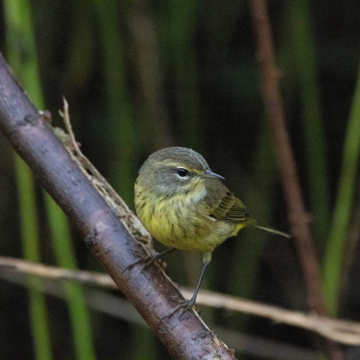 Palm Warbler (Yellow) - ML624225813