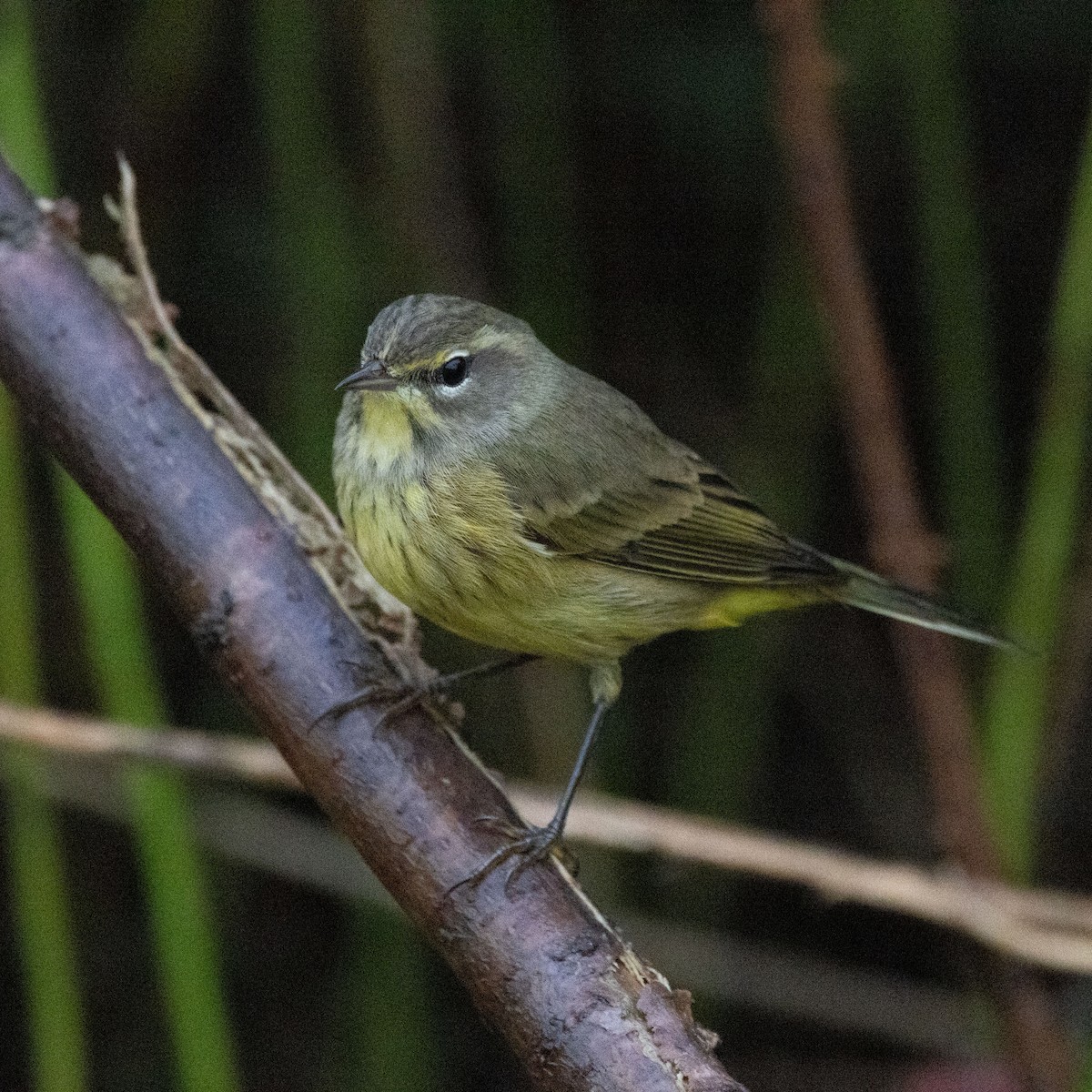 Palm Warbler (Yellow) - ML624225814