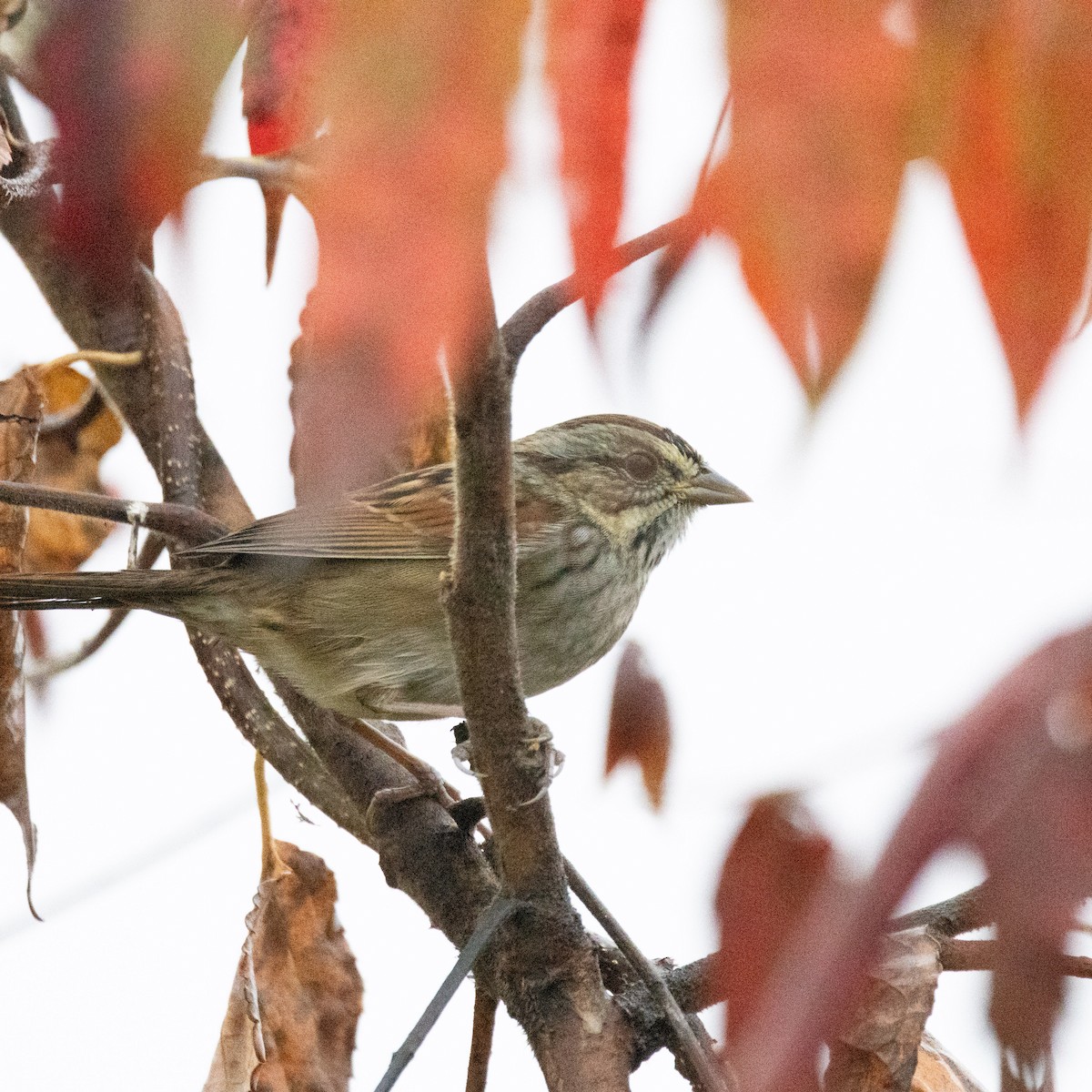 Swamp Sparrow - Mary McKitrick