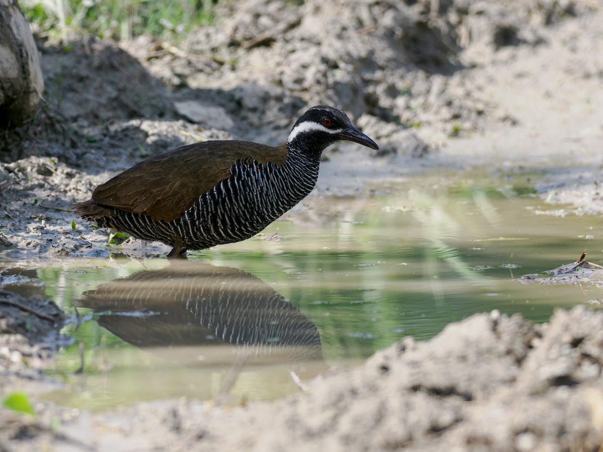 Barred Rail - ML624225822