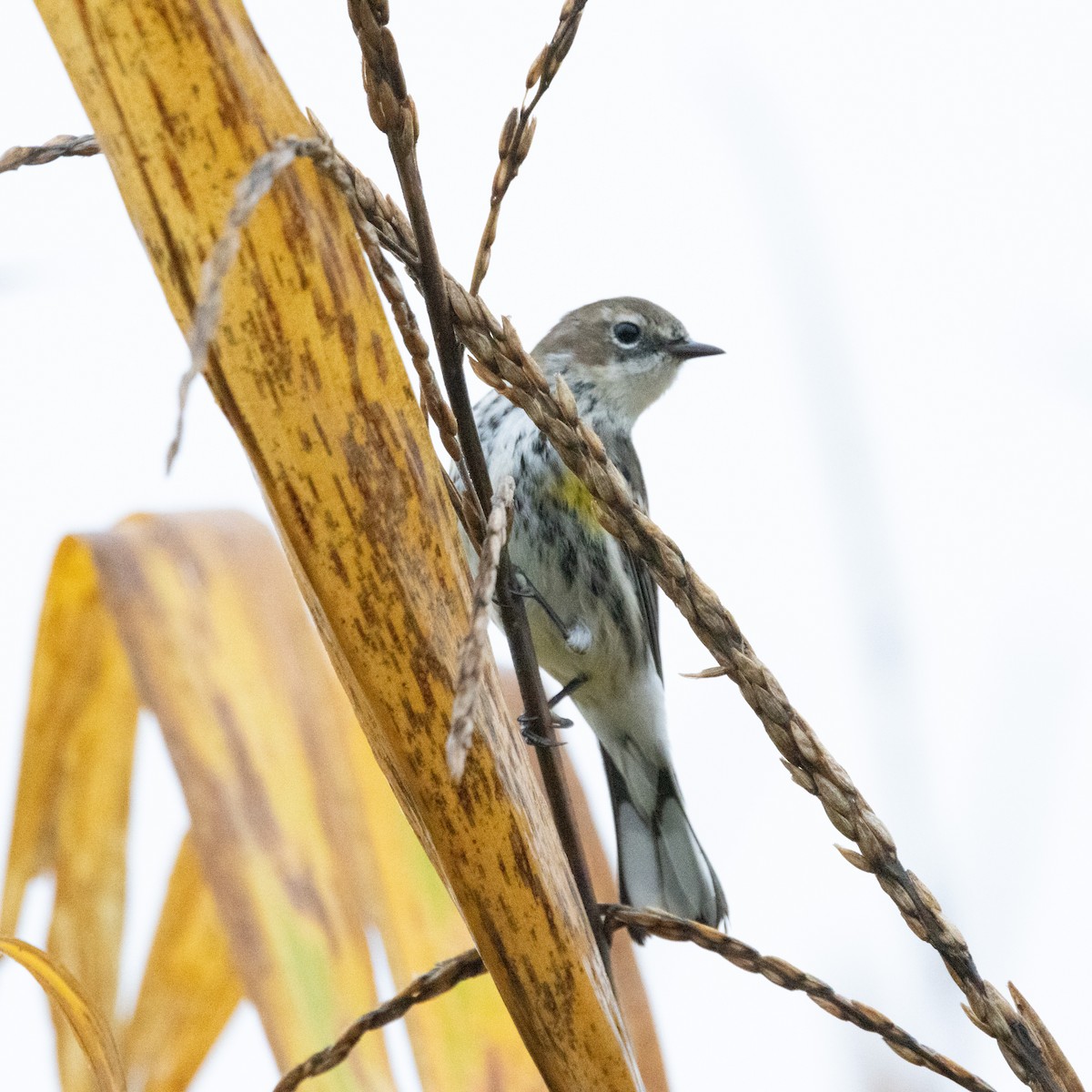 Yellow-rumped Warbler (Myrtle) - ML624225823