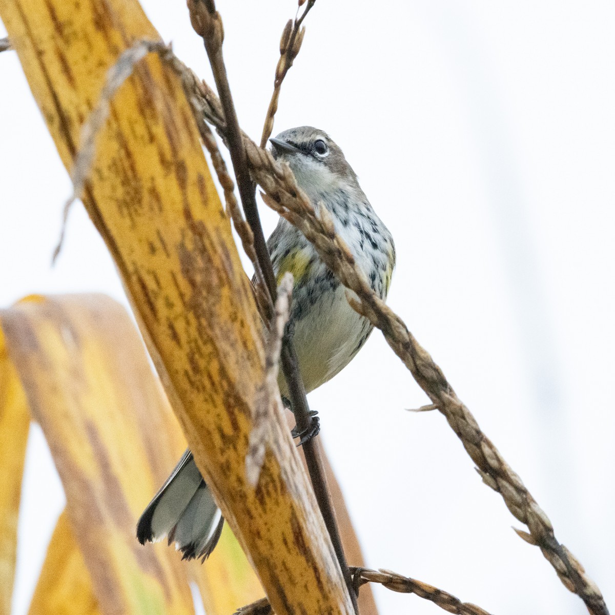 Yellow-rumped Warbler (Myrtle) - ML624225829