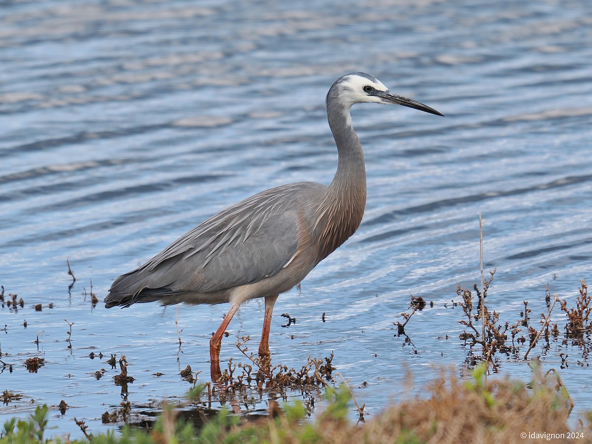 White-faced Heron - ML624225830