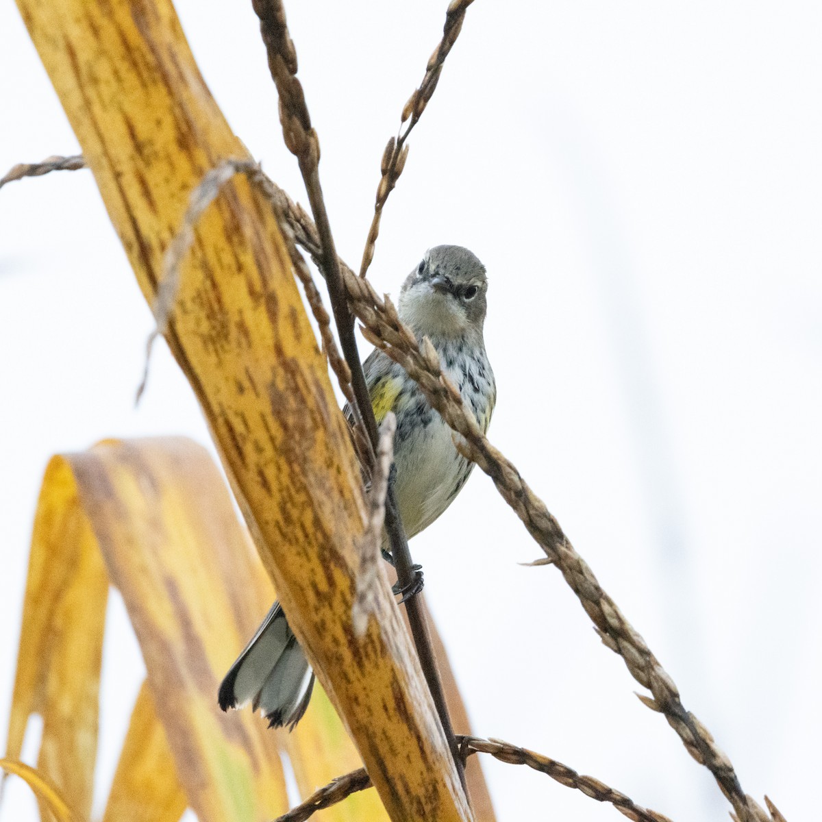 Yellow-rumped Warbler (Myrtle) - Mary McKitrick