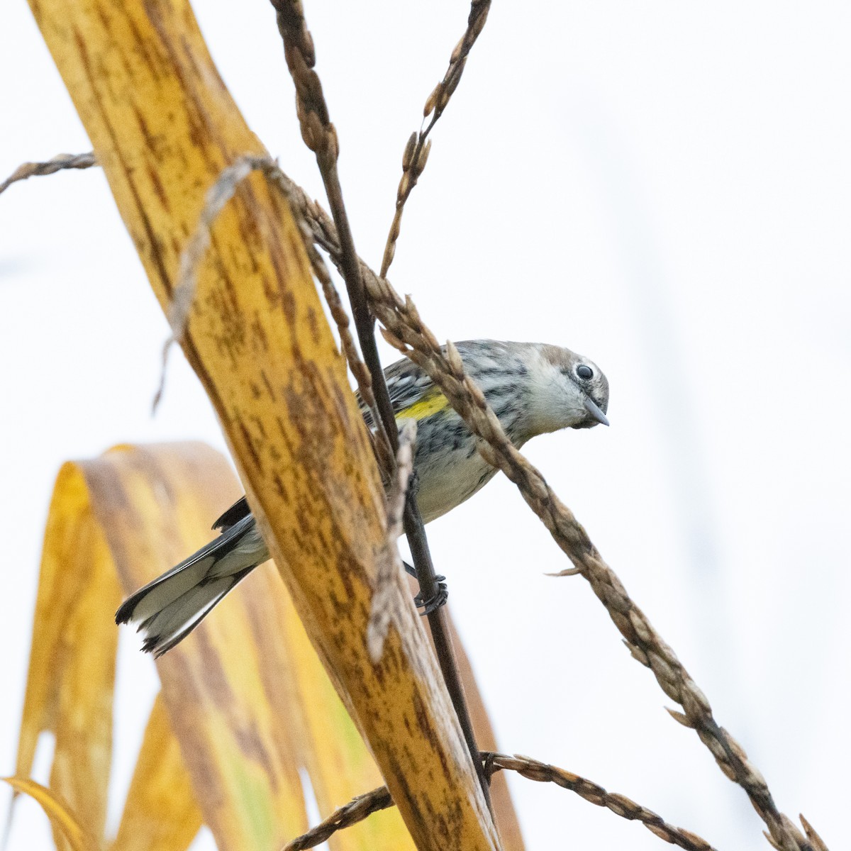 Yellow-rumped Warbler (Myrtle) - ML624225837