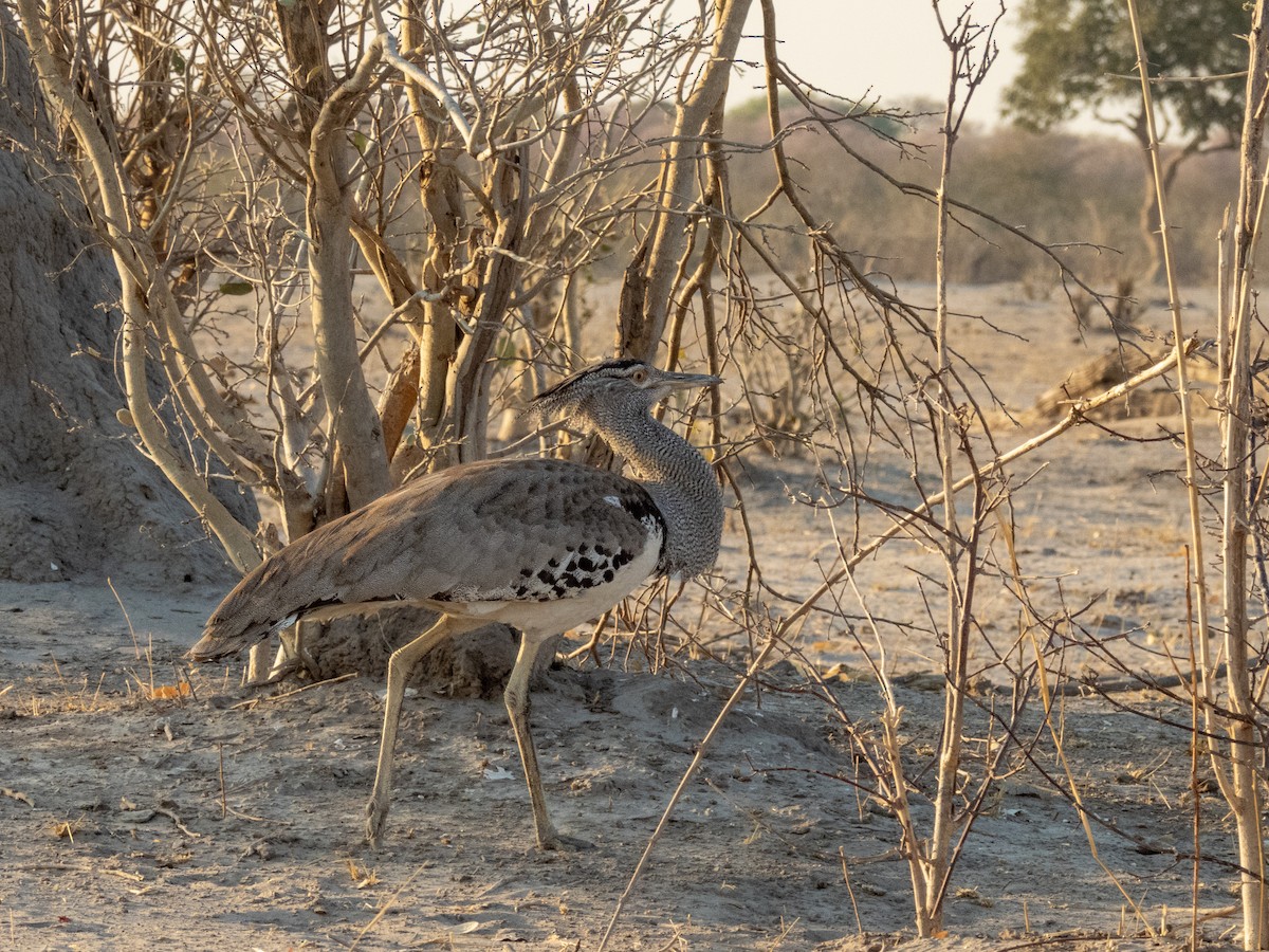 Kori Bustard - ML624225840