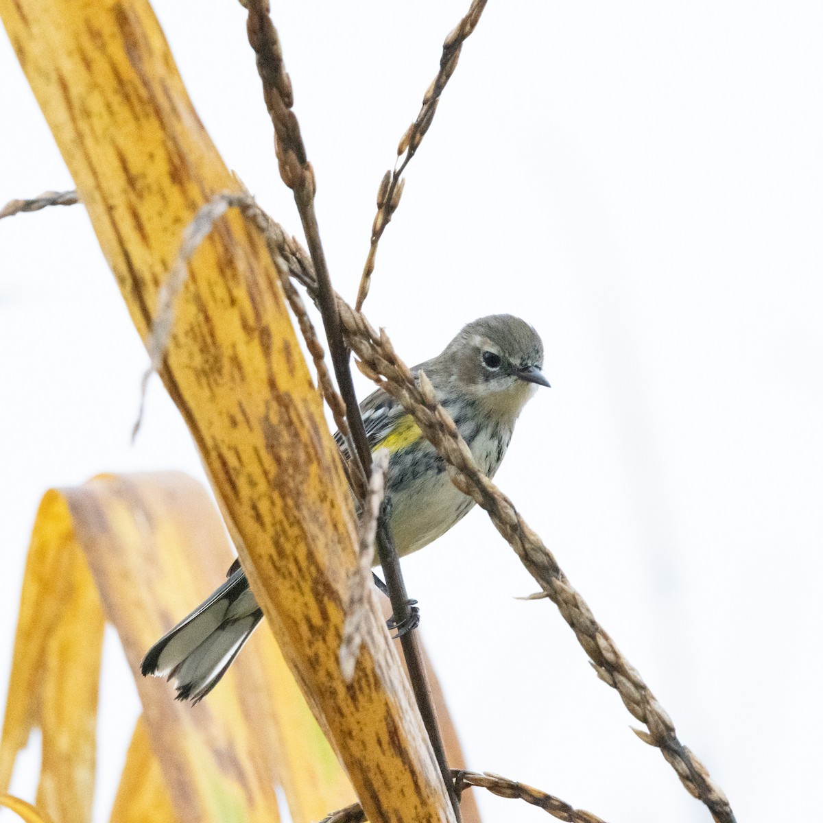 Yellow-rumped Warbler (Myrtle) - ML624225841