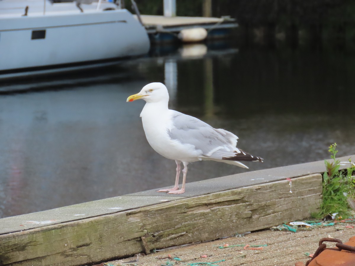 Herring Gull (European) - ML624225842