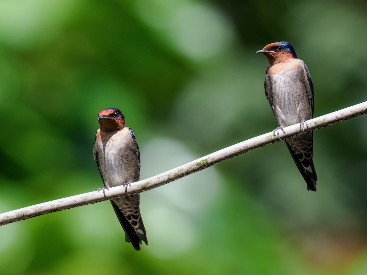 Pacific Swallow (Pacific) - ML624225845