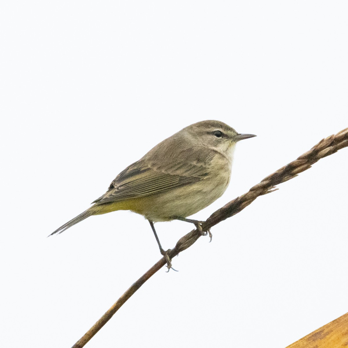 Palm Warbler (Western) - ML624225859