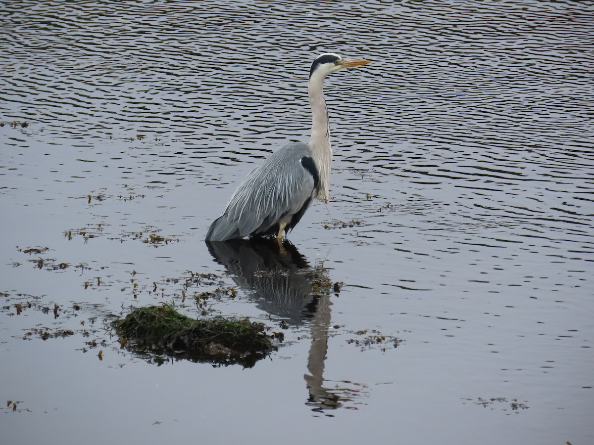 Gray Heron - ML624225861