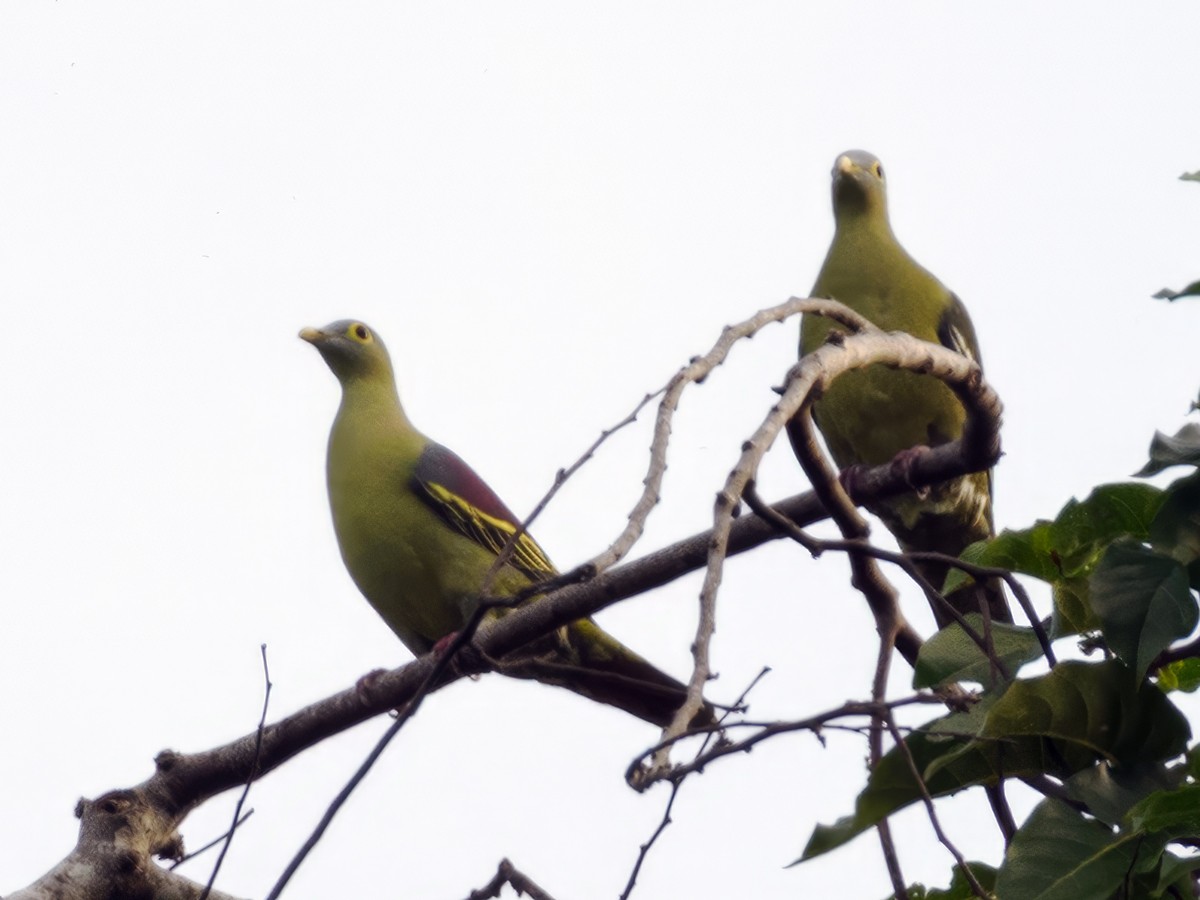 Gray-cheeked Green-Pigeon - Nick Athanas