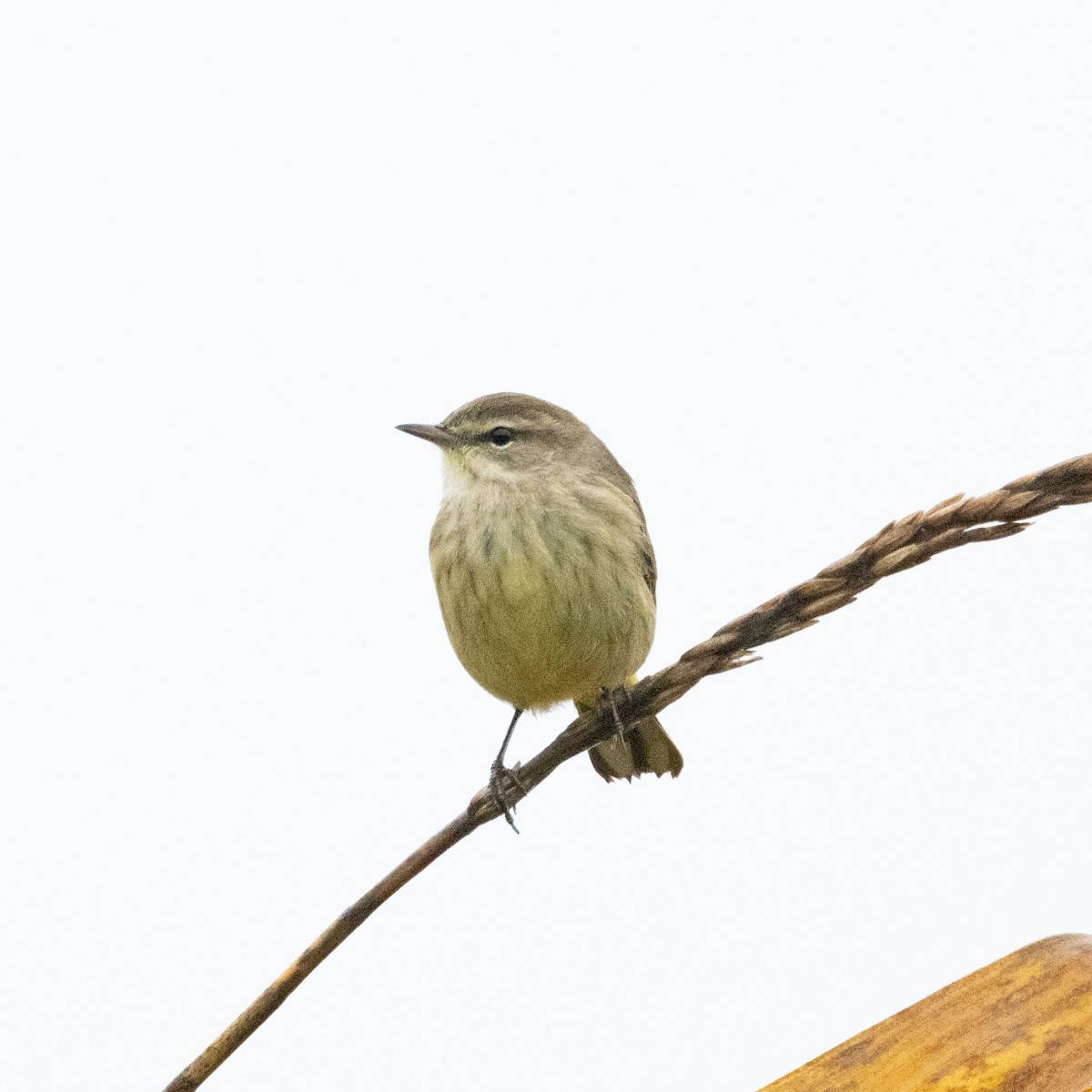 Palm Warbler (Western) - Mary McKitrick