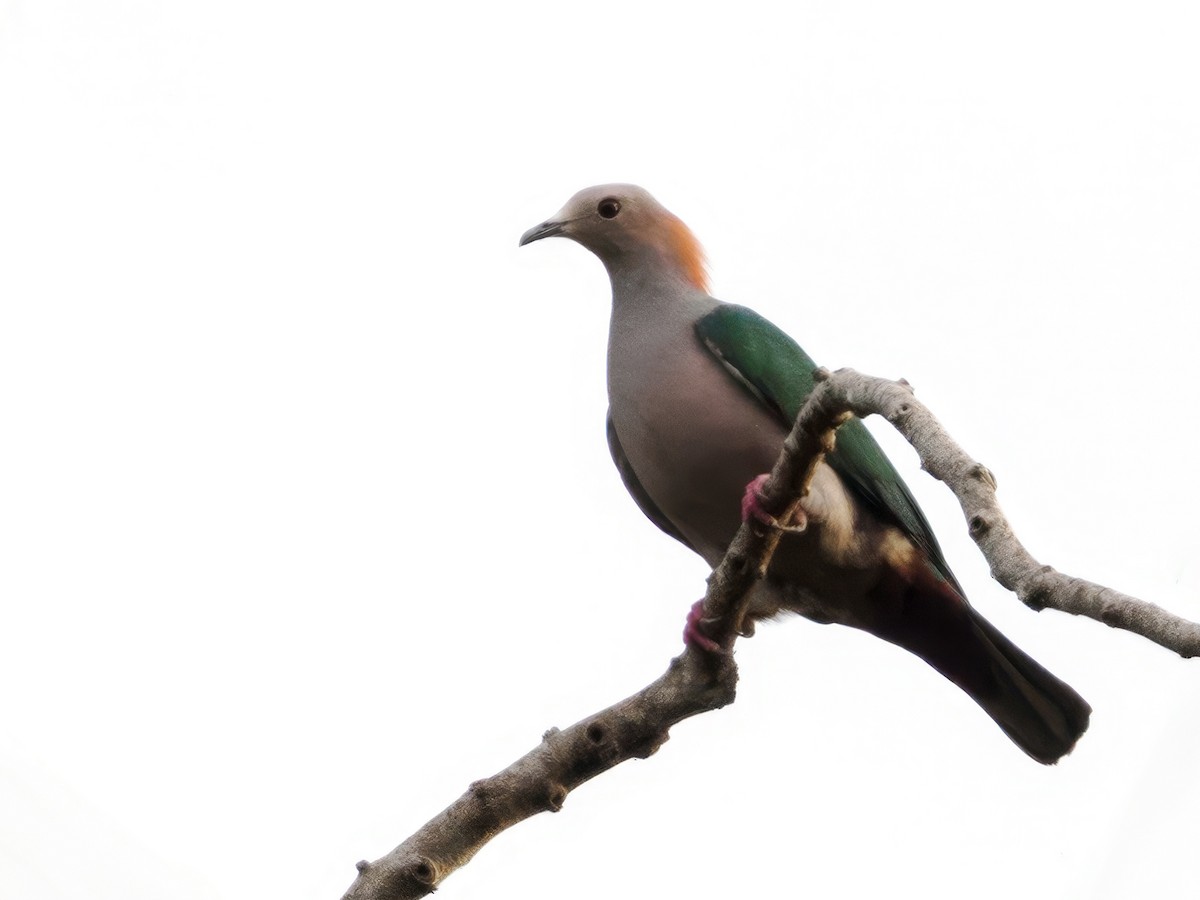 Green Imperial-Pigeon (Rufous-naped) - ML624225868