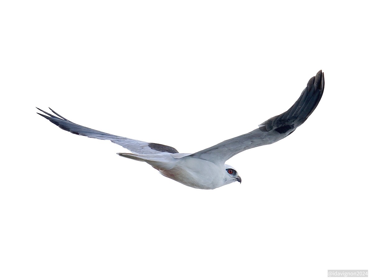 Black-shouldered Kite - ML624225869