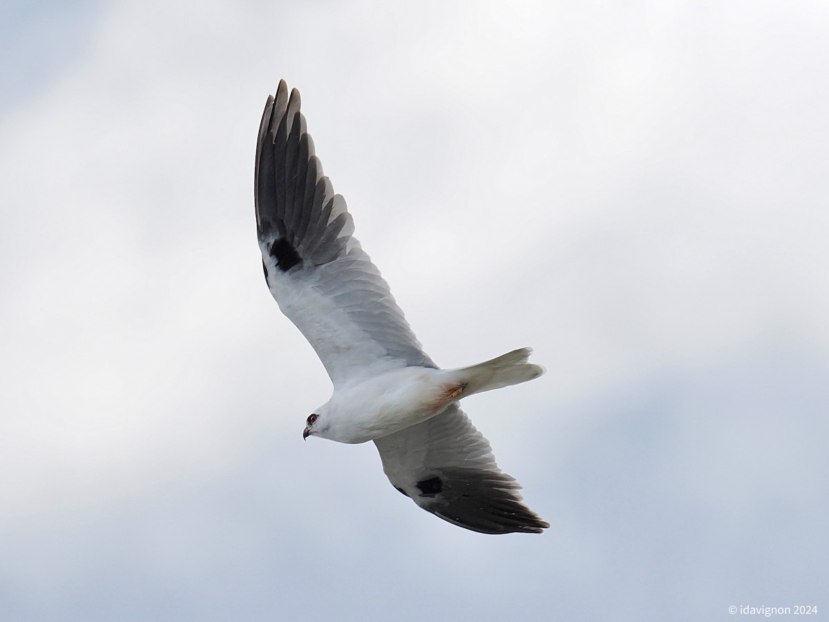 Black-shouldered Kite - ML624225870