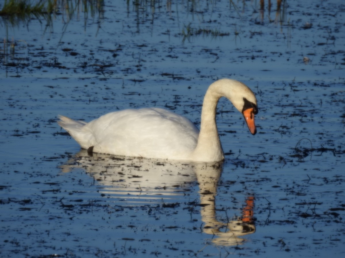 Mute Swan - ML624225874