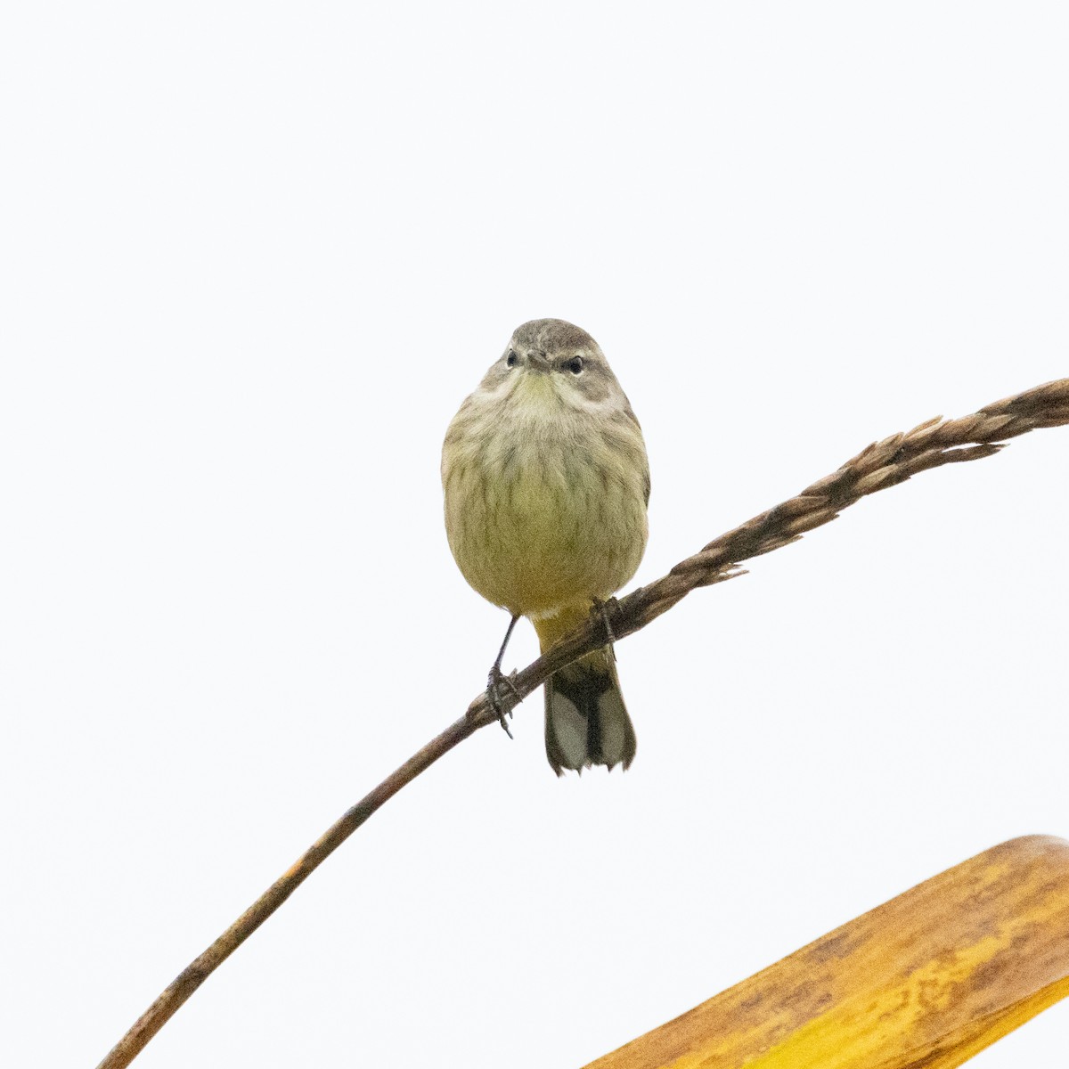 Palm Warbler (Western) - ML624225879