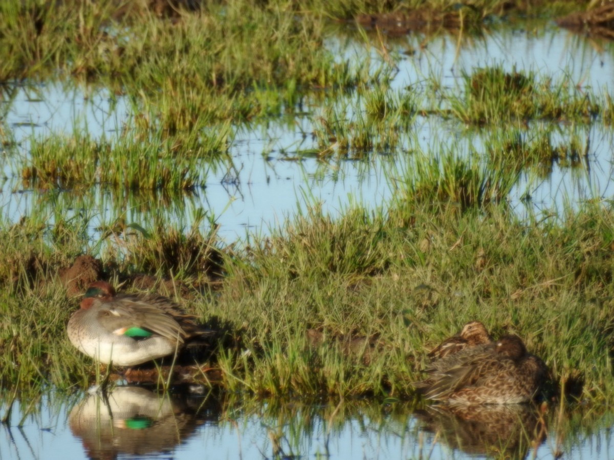 Green-winged Teal - Billy Liddell