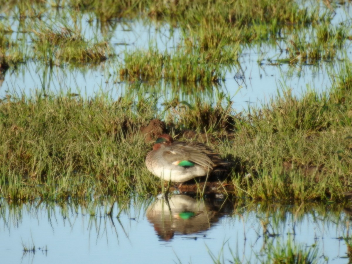 Green-winged Teal - ML624225881