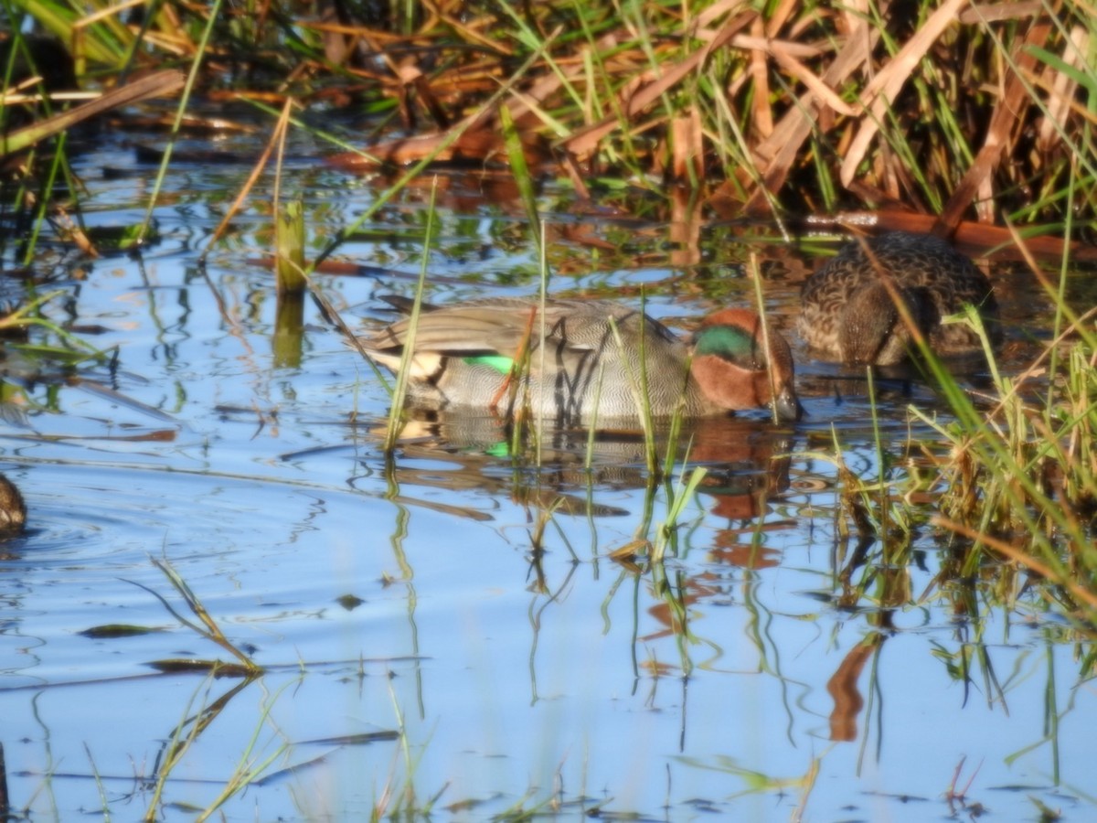 Green-winged Teal - ML624225882