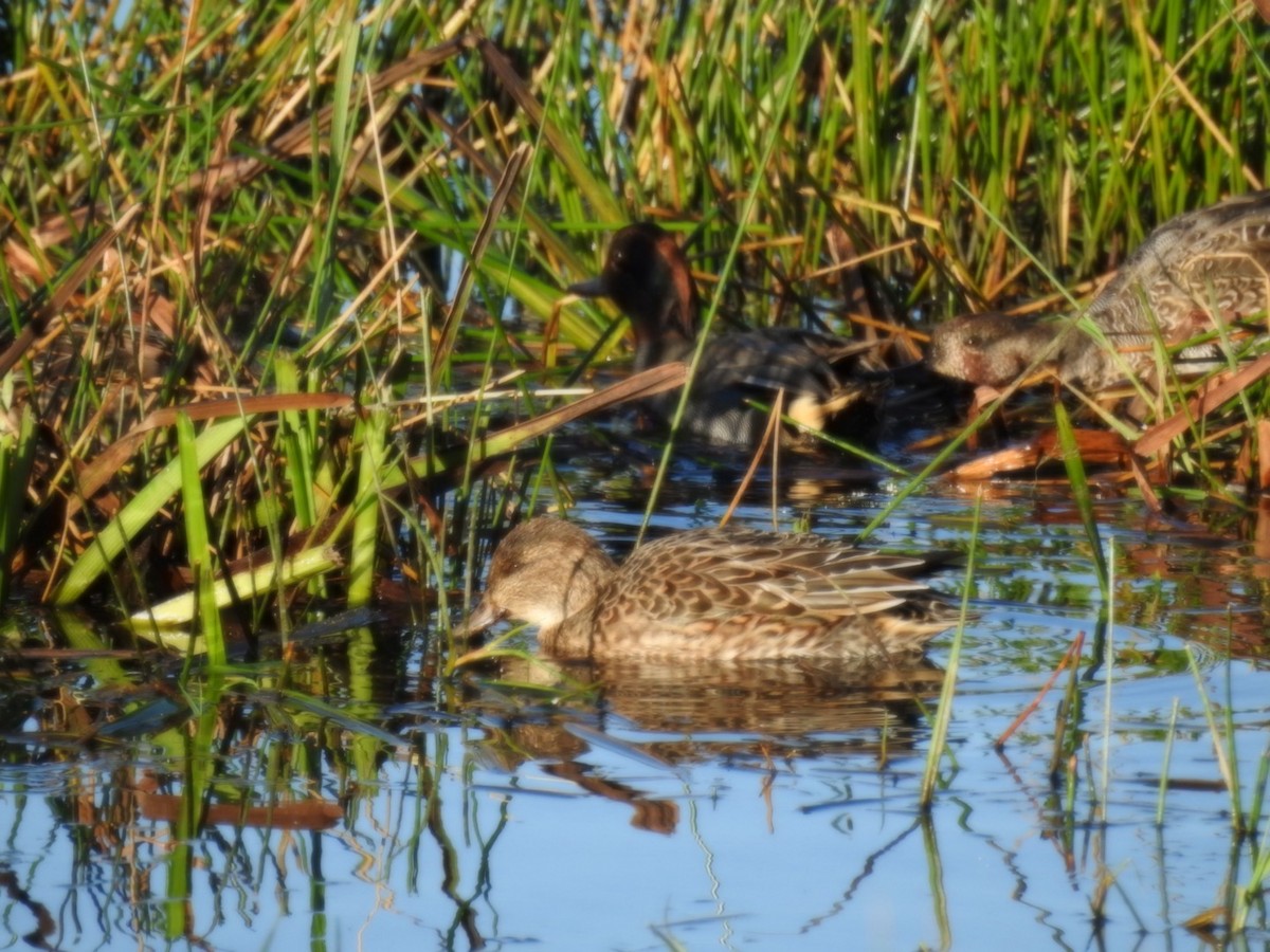 Green-winged Teal - ML624225883