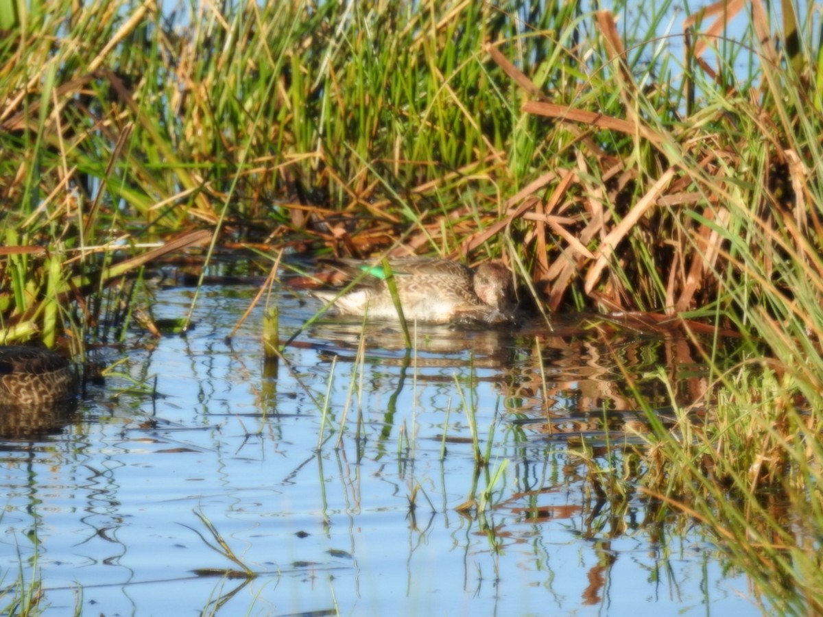 Green-winged Teal - Billy Liddell