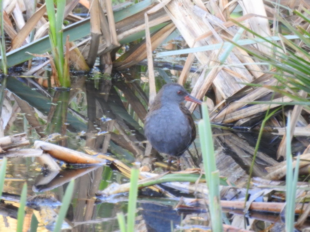 Water Rail - ML624225891