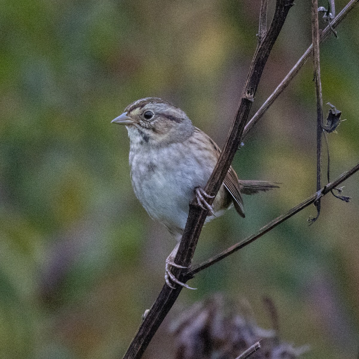 Swamp Sparrow - Mary McKitrick