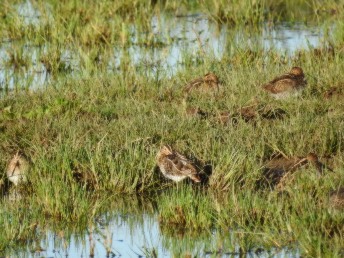 Common Snipe - ML624225907