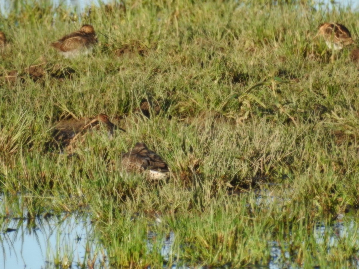 Common Snipe - ML624225908